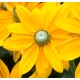 Rudbekia SUNBECKIA OLIVIA c1,5